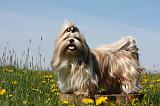 SHIH TZU 290